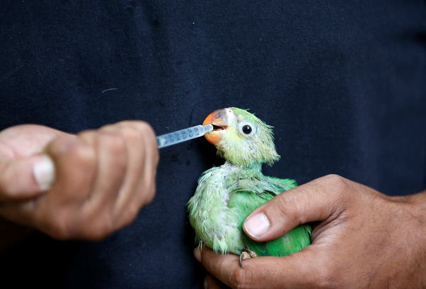 ▲▼印度熱浪導致鳥類脫水墜地。（圖／路透）