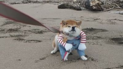 拒否柴「雙手抱胸擠雙下巴」原地定格　變裝恰吉魔性跑步姿笑翻網