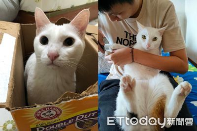 爸嘆：最近比較窮　貼心貓秒懂「捨不得吃罐罐」碗邊舔嘴巴