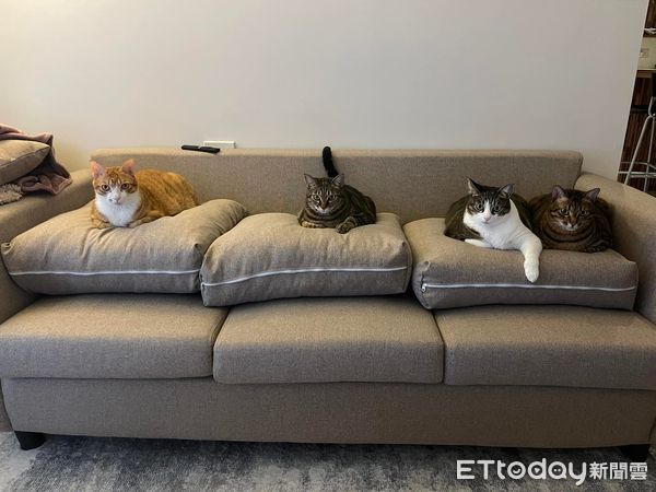 ▲貓奴示範沙發使用教學！　左下角塞一坨「可憐人影」4胖胖喵睡翻。（圖／飼主Vivian提供）