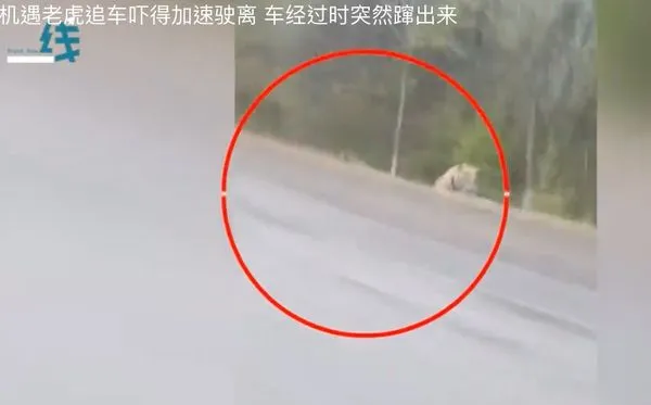 ▲▼  吉林延邊東北虎國家公園老虎竄出           。（圖／翻攝 燃新聞）