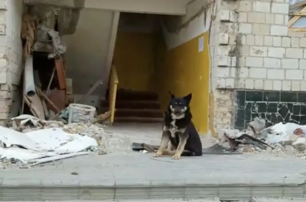 ▲烏克蘭「忠犬小八」守空屋2個月等主人回家　鄰居收留牠又跑回來。（圖／翻攝自Instagram／zoopatrul.ua）