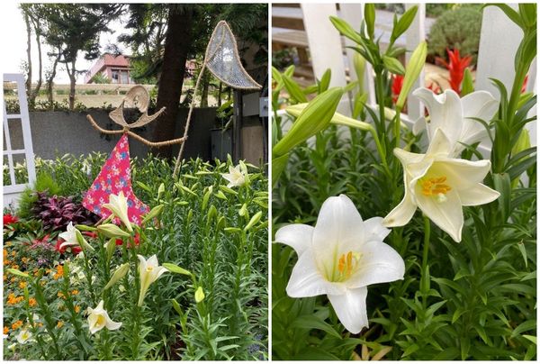 ▲陽明山花卉試驗中心也有百合花盛開。（圖／公園處提供）