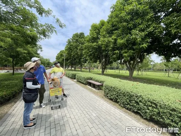 ▲台南山上花園水道博物館，最近玉蘭花正逢花季，掛滿盛開的玉蘭花，人行其間幽香撲鼻，而茉莉花也在園區四處綻放，吸引民眾趁機來到空曠的園區，享受清香優美自然環境。（圖／記者林悅翻攝，下同）