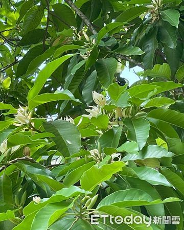 ▲台南山上花園水道博物館，最近玉蘭花正逢花季，掛滿盛開的玉蘭花，人行其間幽香撲鼻，而茉莉花也在園區四處綻放，吸引民眾趁機來到空曠的園區，享受清香優美自然環境。（圖／記者林悅翻攝，下同）