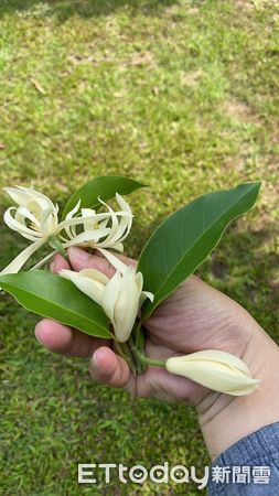 ▲台南山上花園水道博物館，最近玉蘭花正逢花季，掛滿盛開的玉蘭花，人行其間幽香撲鼻，而茉莉花也在園區四處綻放，吸引民眾趁機來到空曠的園區，享受清香優美自然環境。（圖／記者林悅翻攝，下同）