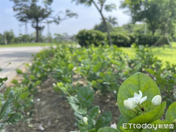 ▲台南山上花園水道博物館，最近玉蘭花正逢花季，掛滿盛開的玉蘭花，人行其間幽香撲鼻，而茉莉花也在園區四處綻放，吸引民眾趁機來到空曠的園區，享受清香優美自然環境。（圖／記者林悅翻攝，下同）