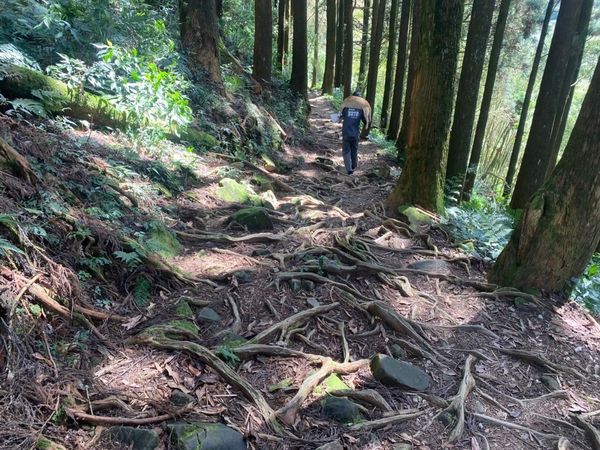 ▲▼嘉義大凍山受傷浪犬截肢恢復佳 等愛心人士認養。（圖／翻攝嘉義縣政府網站，下同）