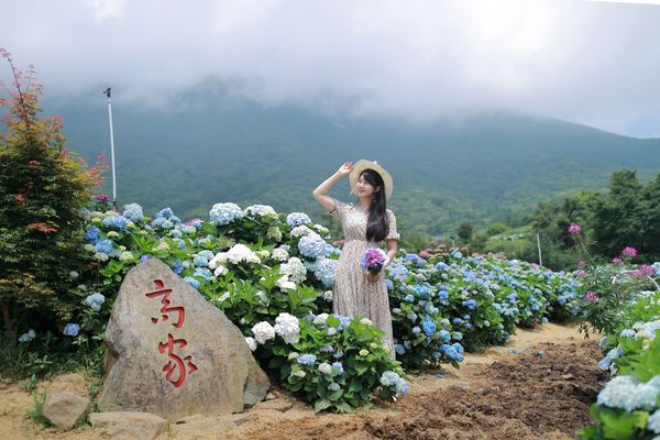▲「2022竹子湖繡球花季」20日正式登場。（圖／北投區農會提供）