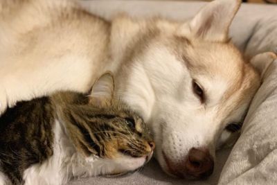 哈士奇化身汪保姆「救回瀕死小貓」　7年後成最好朋友依偎入睡