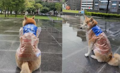 雨天堅持去公園散步！　「超粗地瓜薯條」回眸擠出兩坨肉笑翻路人