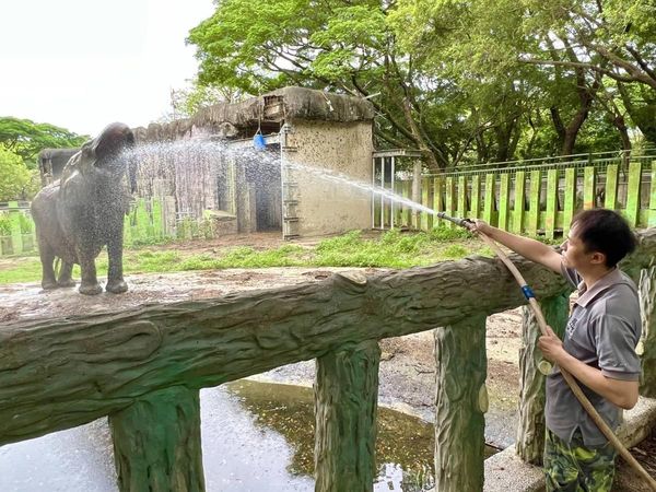 林裕強也會幫非洲象阿里沖澡，阿里還趁沖澡機會喝水。（壽山動物園提供）
