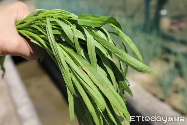 ▲▼嘉義縣空心菜災損會勘  。（圖／嘉義縣政府提供）