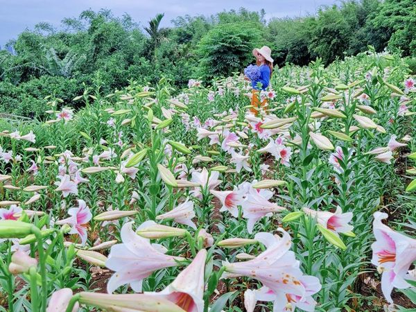 ▲淡水奎柔山路百合花田。（圖／ig@yijiun_lee提供，請勿隨意翻拍，以免侵權。）