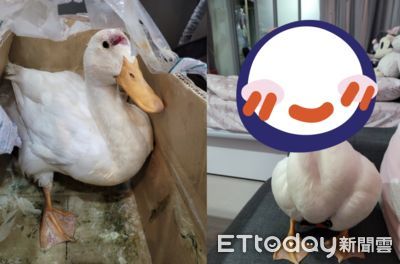 「頭破血流」帶路鴨治療1個月變白胖萌！整天笑瞇瞇開心入住小學