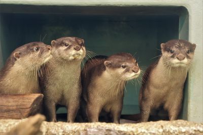 5月25日世界水獺日落實保育　飼養員上傳「獺祭」影片籲勿私養