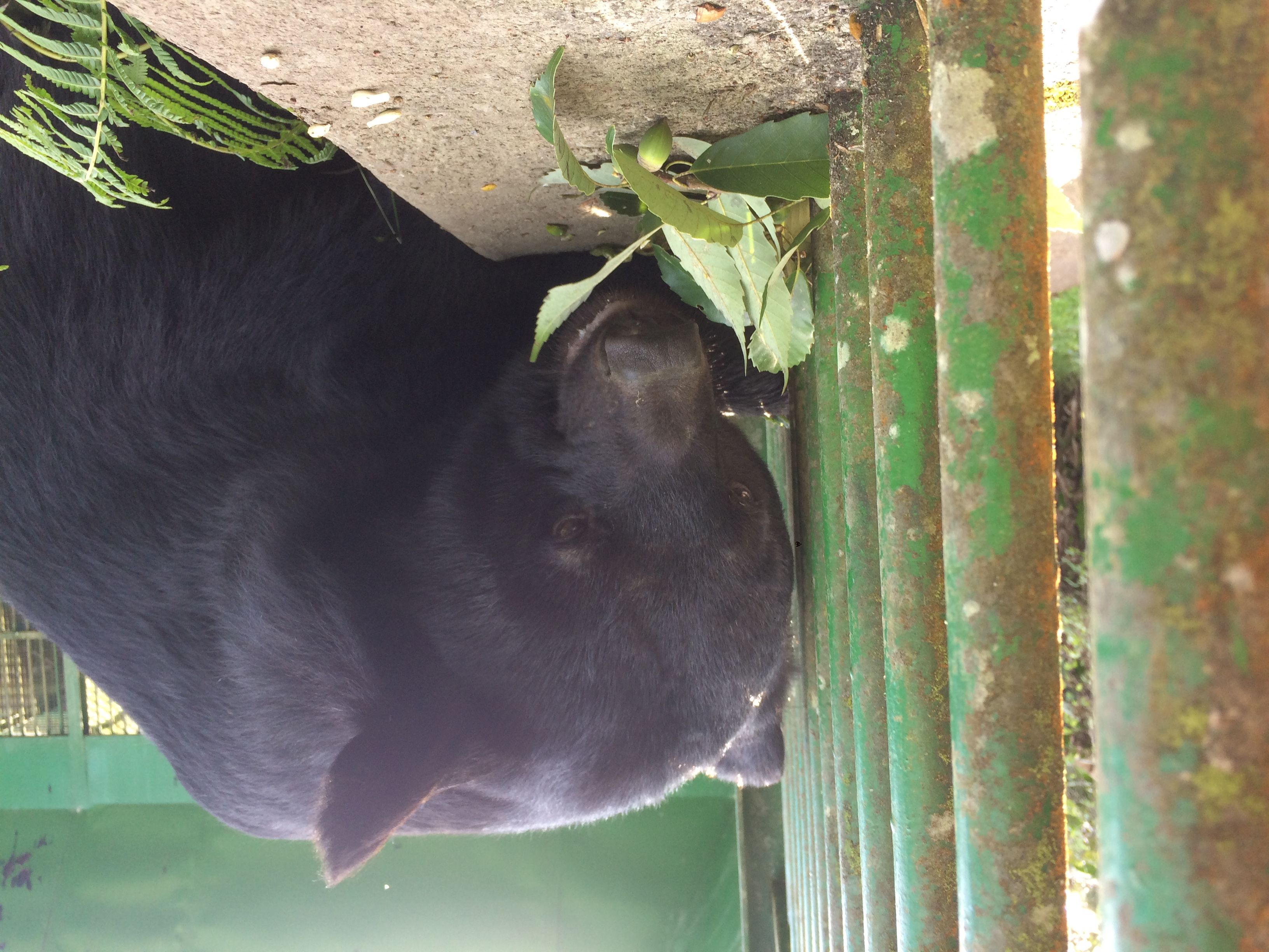 ▲▼台灣黑熊原來愛吃「超萌果實」！專家研發27種植物。（圖／農委會特生中心提供）