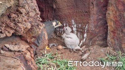 新北「遊隼」繁殖成功　酋長岩雛鳥落巢！鳥友站一排等