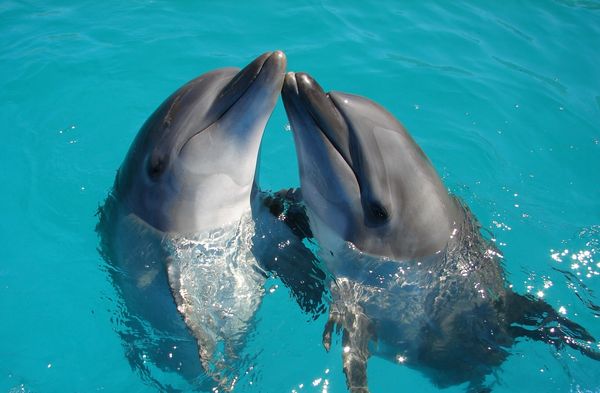 ▲研究：海豚辨識朋友 除了哨聲還靠尿味。（圖／取自免費圖庫Unsplash）