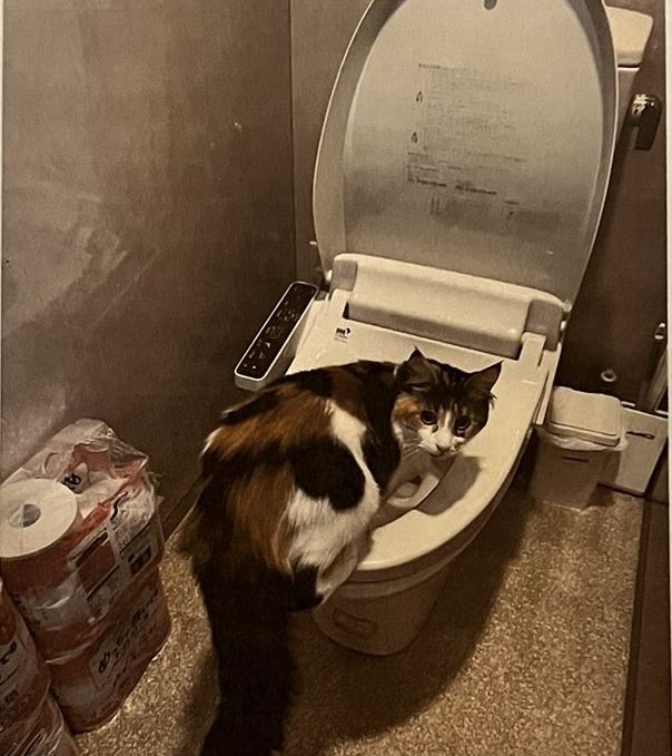▲▼貓咪愛喝馬桶水。（圖／翻攝自twitter／@odayakanano）