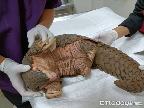 ▲▼三芝女教師在路邊發現極罕見動物 。（圖／動保處提供）