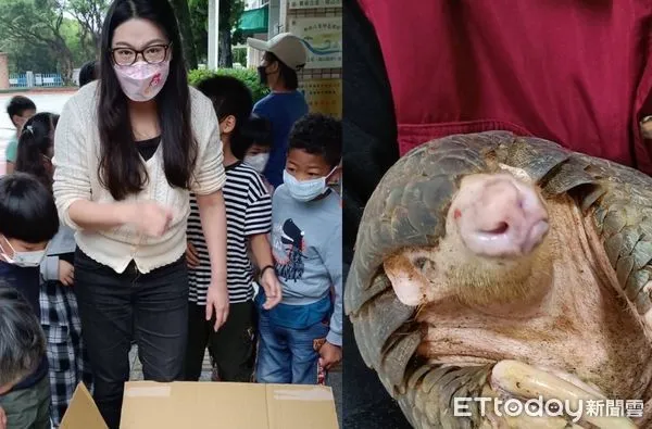 ▲▼ 穿山甲 。（圖／動保處提供）