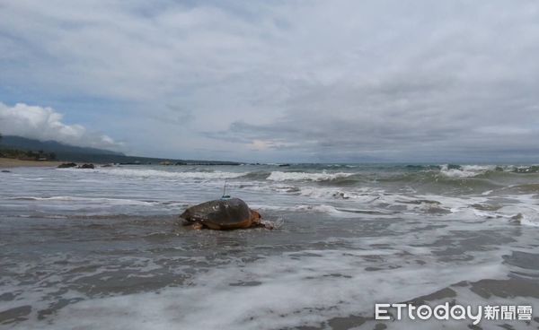 ▲▼康復的保育類赤蠵龜於台東縣內海岸沙灘野放回大海。（圖／台東縣政府提供，下同）