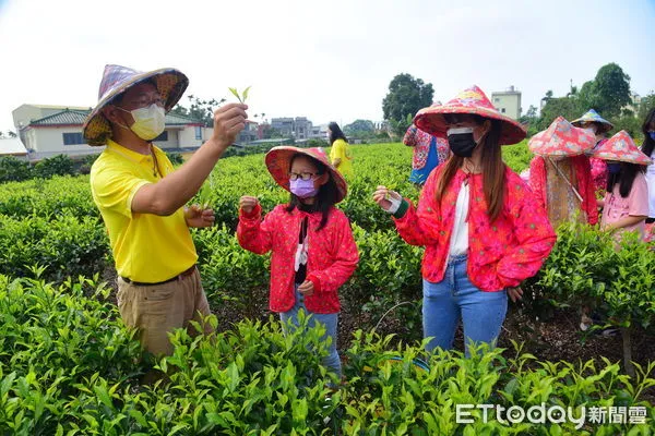 ▲新住民親子於國際茶日隔天歡樂體驗擔任一日茶農。（圖／南投縣政府提供，下同）