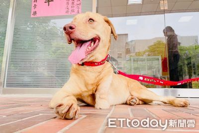 曾重傷截肢！3腳浪犬「大黃」被廖老大收編　對鏡頭燦笑：謝謝你