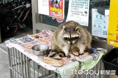 慘叫聲超心疼!后豐鐵馬道浣熊癌末安樂 他:再不捨也不能讓牠痛