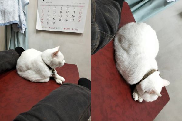 ▲「貓貓按摩師傅」趴床罷工不幹了　他調皮擠床位...慘被裝睡冷落。（圖／有點毛毛的／網友Jack Liu提供）