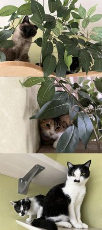 隱藏在植栽和其他貓咪的後面，還有很多擅長「躲貓貓」的貓咪。（翻攝自@nekobeya35 twitter）