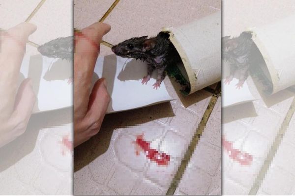 有網友分享自己解救黏鼠板上的老鼠，最後卻被反咬一口。奇葩貼文讓網友紛紛朝聖。（翻攝PTT）