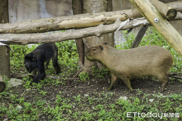 ▲▼水豚和馬來貘有新鄰居  黑吼猴父子檔正式亮相。（圖／台北市立動物園提供，下同）