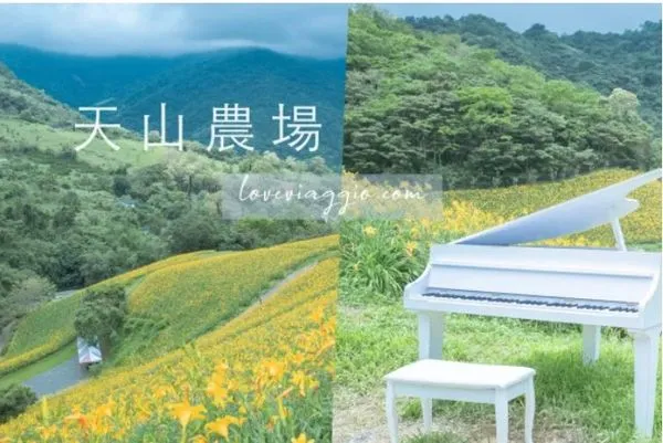 ▲▼天山農場金針花海。（圖／薇樂莉 Love Viaggio X 旅行.生活.攝影提供，以下皆同，請勿任意翻攝以免侵權）