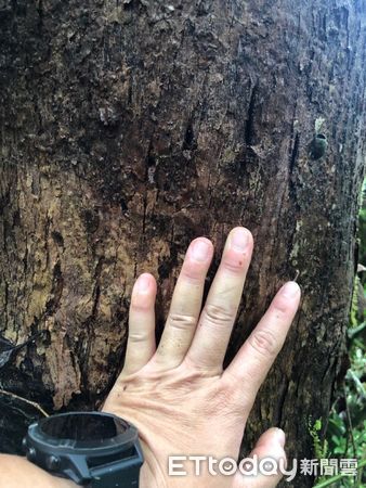 ▲崁頂黑熊Umas野放後9個月活動棲地範圍圖達48平方公里。（圖／台東林管處，下同）