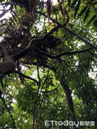 ▲崁頂黑熊Umas野放後9個月活動棲地範圍圖達48平方公里。（圖／台東林管處，下同）