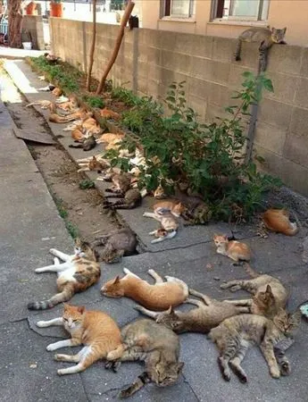 ▲空地上出現大批貓咪「吸到ㄎㄧㄤ」。（圖／翻攝自Twitter／pakaguchi）