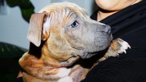 ▲▼美國鬥牛犬。（圖／取自免費圖庫pixabay）