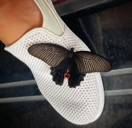 ▲陳志強悼念媽媽，黑色蝴蝶停駐在他的腳上。（圖／翻攝自陳志強臉書）