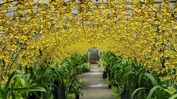 ▲金雙甡花卉農場「黃金花海隧道」已於5/28開放。（圖／翻攝自Facebook／金雙甡花卉農場）