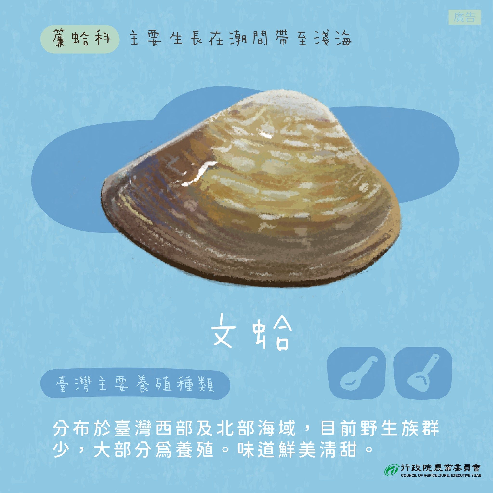 ▲▼文蛤跟台灣蜆分辨方式。（圖／農委會提供）