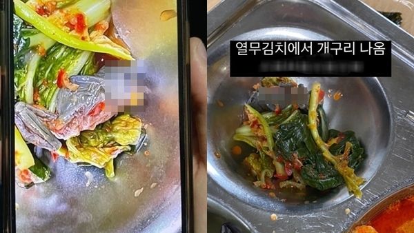 ▲▼南韓首爾某高中營養午餐提供的醃蘿蔔葉泡菜，出現死不瞑目的半具青蛙屍體。（圖／翻攝自推特）