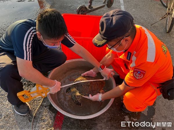 ▲海巡署南部分署第11岸巡隊蘆竹溝安檢所，接獲漁民通報解救1隻活體海龜脫困，經查該海龜為保育類「玳瑁」，海巡人員收容保護後，由國立海洋生物博物館派員帶回安置。（圖／記者林悅翻攝，下同）