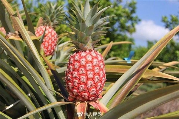 ▲大陸熱帶科學院成功選育的「冰糖紅菠蘿」。（圖／翻攝人民網）