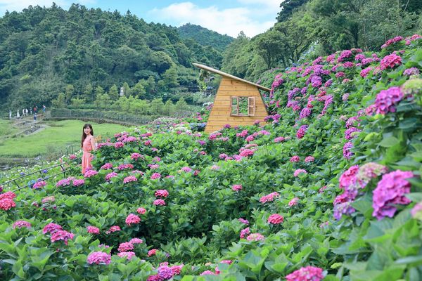 ▲「2022竹子湖繡球花季」今年地景藝術以「時尚純彩色」為主題，各農園紛紛打造出打卡造景。（圖／產發局提供）