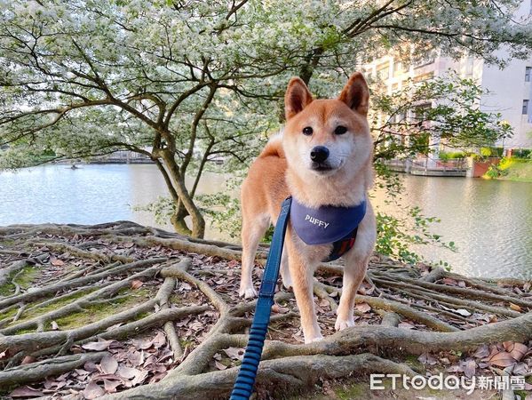 ▲柴柴沙丘瘋玩帥氣滑壘「切入指定位置」　媽頂風雨奔跑超狼狽。（圖／IG帳號「@puffy_is_puffy」提供）