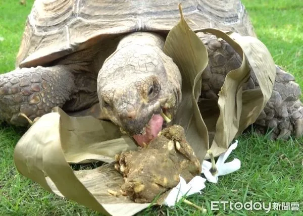 ▲台南學甲頑皮世界野生動物園區，舉辦「粽夏綠洲派對」等連假系列活動，動物廚房更替園區動物們準備特製粽子大餐，超萌可愛的有趣畫面，歡迎來同樂。（圖／記者林悅翻攝，下同）