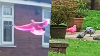奇獸「粉紅鴿」再現蹤！非人工染色、全球剩500隻　英女超幸運每天看到牠
