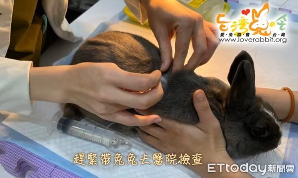 ▲▼扯！孕兔遭「宅配棄養」志工氣炸　惡飼主狂秀下限…連運費也沒付。（圖／即新聞／台灣愛兔協會提供）